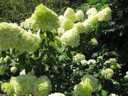 Гортензія волосиста