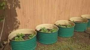 Догляд за картоплею у бочці