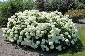 Сорти гортензії для вирощування у відкритому ґрунті