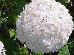 Умови посадки гортензії деревовидної