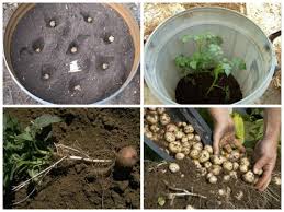 Підготовчі роботи перед посадкою картоплі.