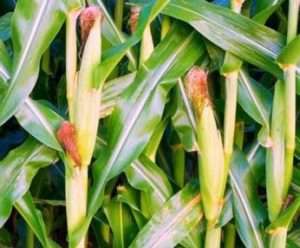 Як отримати розсаду кукурудзи для посадки