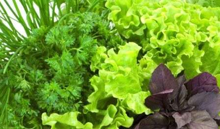 Збереження зелені на зиму: сушка, замороження, консервація, соління в домашніх умовах з фото