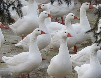 Гуси Губернаторської породи: характеристика та опис виду, догляд, гніздування з фото