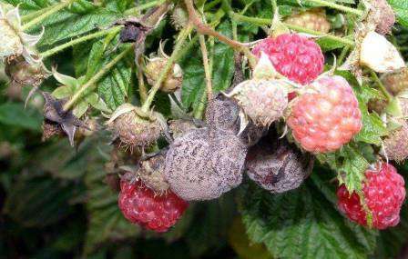Хвороби і шкідники малини: опис, методи боротьби, лікування та профілактика з фото та відео