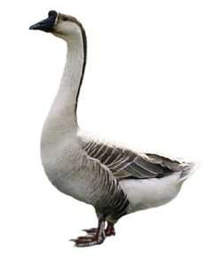 Характеристика Кубанської породи