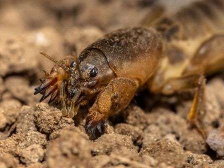 Опис капустянки (медведки) і як з нею боротися Капустянка - опис шкідника, лікування та профілактика з фото: Як боротися з капустянкою або медведкою