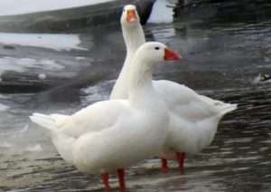 пис породи Губернаторський гусь