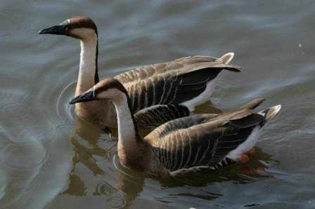 Кубанська порода гусей: догляд, розведення, характеристика та опис породи з фото