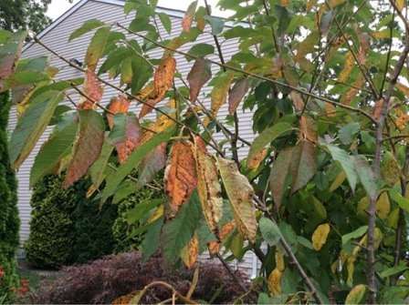 Коккомікоз вишні - загроза вашому саду