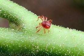 Народні методи боротьби з павутинними кліщами