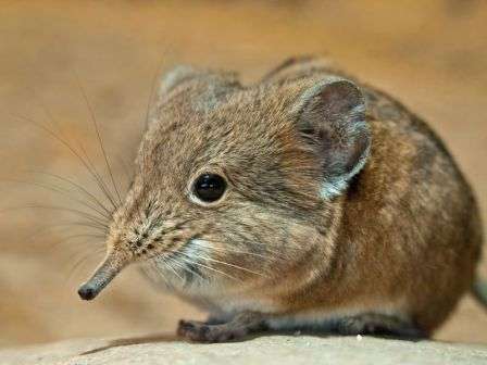 Землерийки - інструкція як позбутися від землерийки: опис, методи боротьби та профілактика з фото