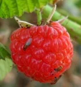 Профілактика хвороб