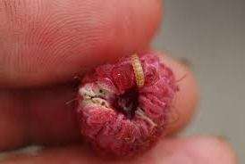 Лікування малини від шкідників