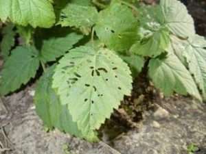 Лікування малини хімічним способом