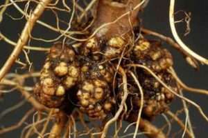 Кореневий і стебловий рак