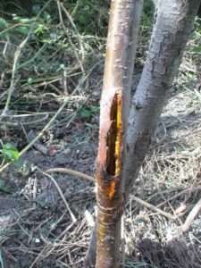 Лікування хвороби Гоммоз