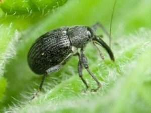 Сунично-малиновий довгоносик