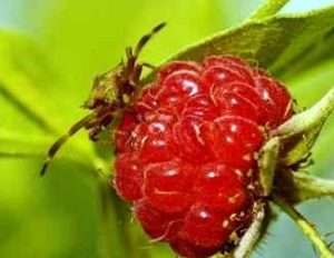 Малинний жук