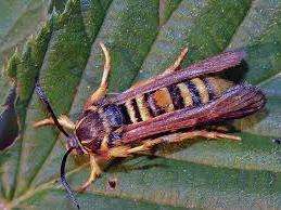 Пагонна малинова галлиця