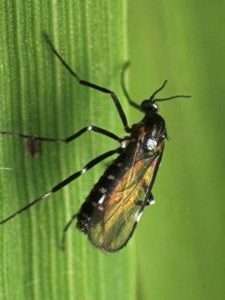 Малинна горіхотворка