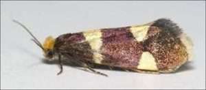 Малинна брунькова міль