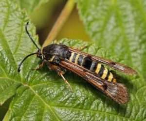 Стіклянниця