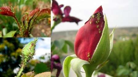 Шкідники троянд: опис з фото, характеристика, лікування, профілактика та боротьба з ними