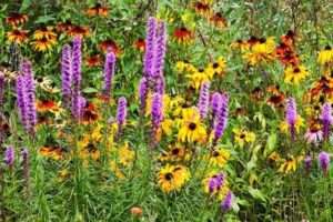 Догляд за дачними клумбами в серпні