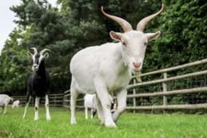 Кози на подвір'ї в серпні