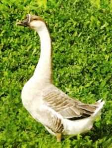 Опис Кубанського виду гусей