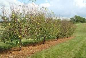 Коккомікоз вишні: що це?