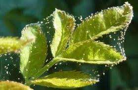 Засоби боротьби з павутинними кліщами