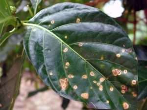 Антракноз (мідянка)