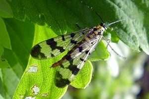 Малинна стеблова муха