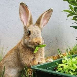 Турбота про кроликів в серпні