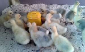 Недоліки Губернаторських гусей