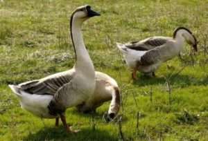 Зовнішній вид