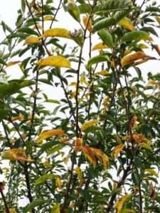 Як температура впливає на Коккомікоз вишні?