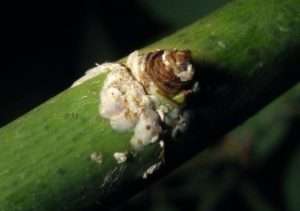 Способи боротьби з щитівкою