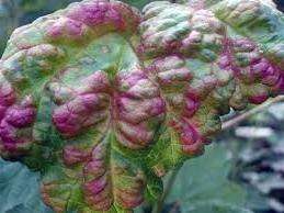 Порпурова плямистість