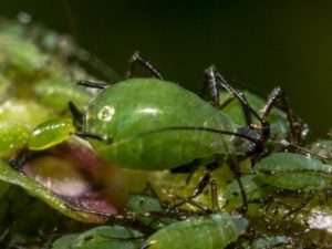 Зелена попелиця на садовій ділянці