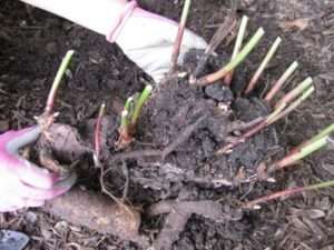 Серпень: час розмножити і розсадити багаторічники на клумбі