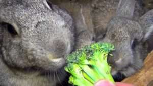 Раціон мешканців подвір'я в серпні