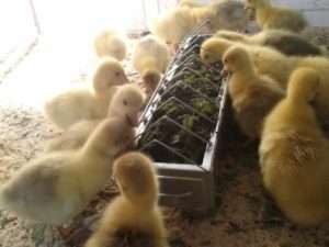 Переваги Губернаторських гусей