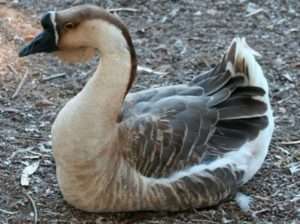 Догляд за Кубанською породою гусей