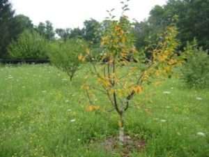 Яка температура сприяє розвитку Коккомікоу вишні?