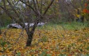  Коккомікоз: характерні ознаки