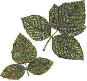 Біла плямистість (септоріоз)