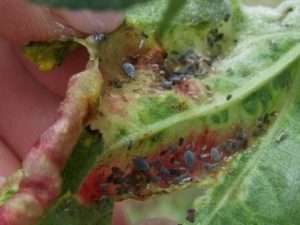 Як боротися з сірою садовою попелицею